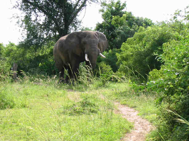 Flotte dyr som denne elefant så vi mange af i "Murchison Falls NationalPark"