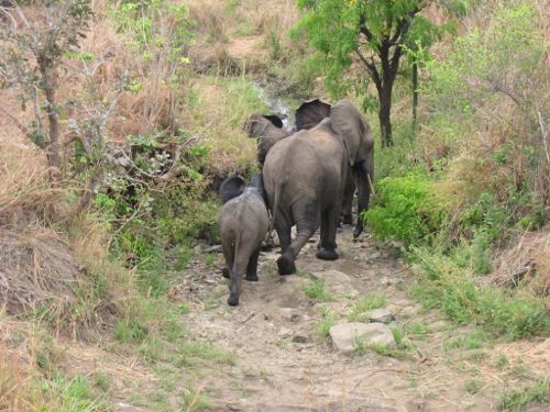 Elefanter i vejkanten - gad ikke blive fotograferet