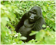 En af Ugandas gorilla'er